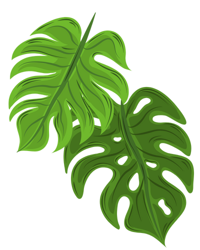 monstera leaf